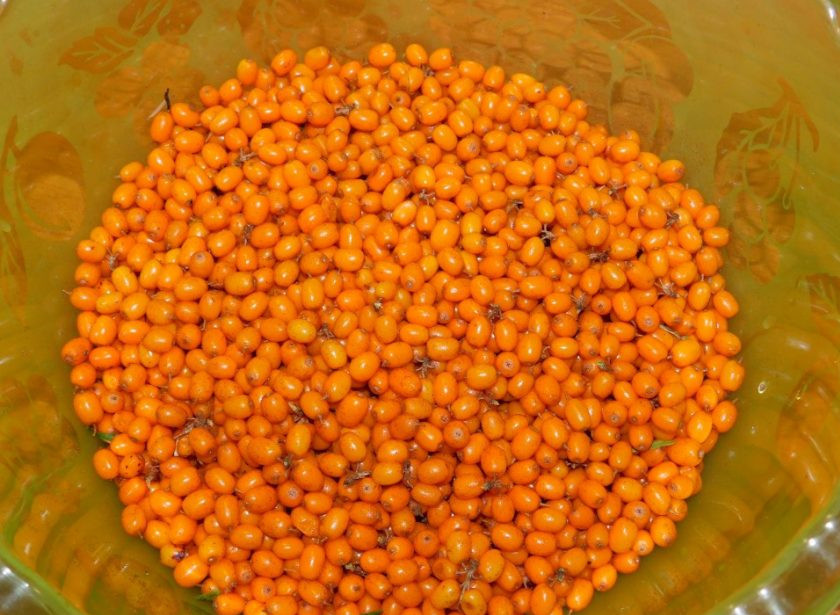 1. Этап. Сок из облепихи на зиму: Ягоды облепихи отделите от веточек. Удалите все палочки и листики. Ягоды промойте в проточной воде.