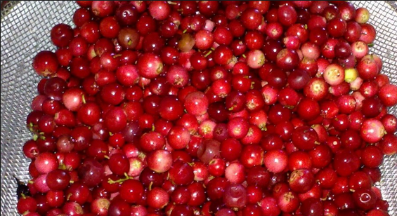 1. Этап. Брусничный сок: 1. Бруснику тщательно моем. Перетираем в пюре в блендере.