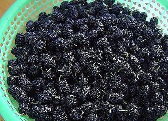 1. Этап. Сироп шелковицы: Ягоды поставьте с водой на огонь до закипания, а после уменьшите огонь и варите их около одного часа.