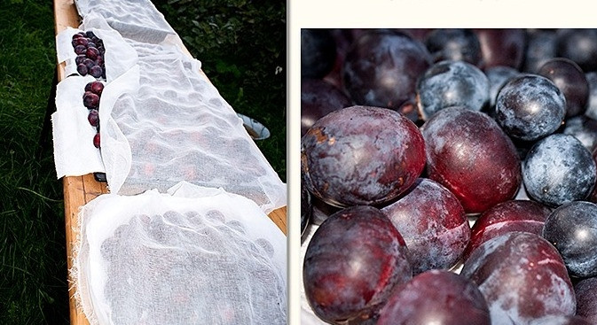 1. Этап. Вино из терновника: 1. Терновник - это дикая слива, употреблять его в чистом виде может не каждый из-за сильных вяжущих свойств. Именно поэтому чаще всего терн идет на переработку и приготовление домашнего вина. Сегодня я расскажу, как я делала вино из терновника с добавлением слив, так я снизила терпкость и разнообразила аромат алкоголя. Сливовница - это благородный полусладкий самогон, который идеально сочетается с мясом. Итак, после сбора ягод даем им немного подвялиться и ни в коем случае не моем их. Я оставляю ягоды дня на 4 под открытым небом при условии солнечной погоды. За это время на терне образуются грибы дрожжей, которые и 