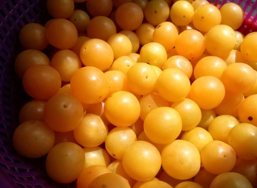 1. Этап. Соус ткемали из желтой алычи: 1. Помойте алычу, удалите плодоножки.