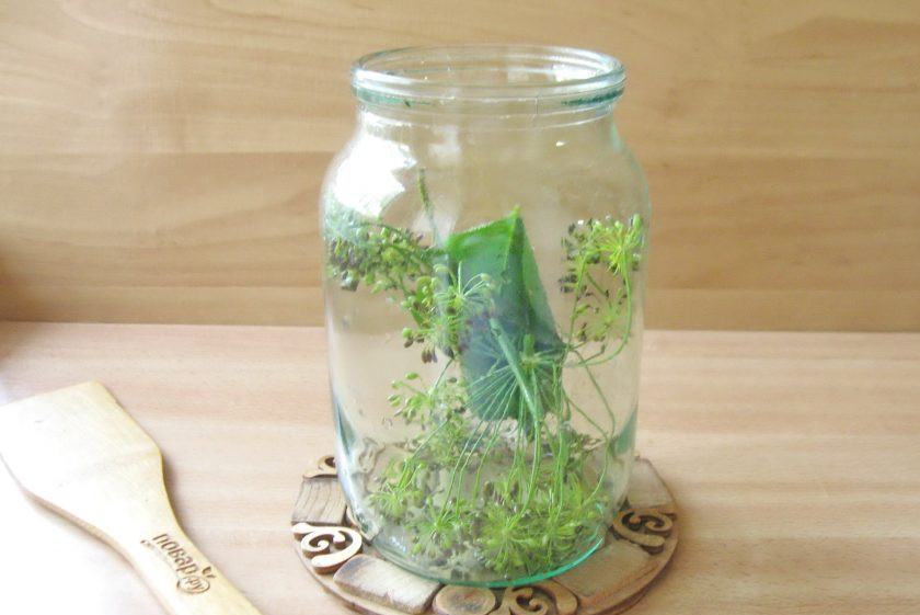 1. Этап. Патиссоны на литровую банку на зиму: В стерилизованную банку выложите укроп и лист вишни.