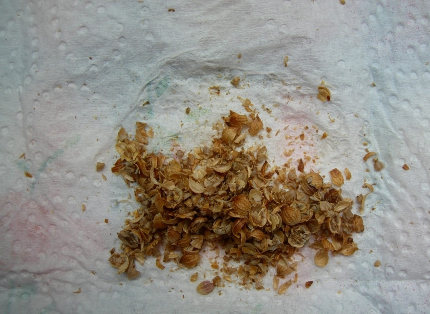 1. Этап. Салат из баклажанов по-корейски: Измельчаем семена кориандра.