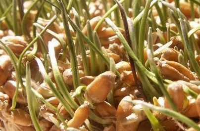 1. Этап. Щи московские: Через 4-5 суток наше зерно будет выглядеть примерно вот так.