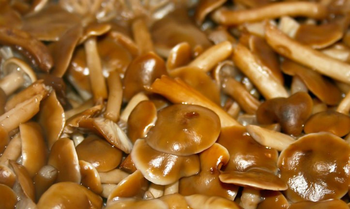 1. Этап. Маринованные опята с корицей: Перебираем и промываем опята, выкладываем в кастрюлю и заливаем водой, варим грибы в течение 20 минут, снимая пену, затем откидываем опята на дуршлаг.