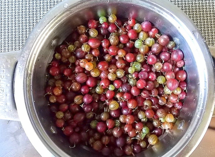 1. Этап. Напиток Крыжовниковый Мохито: Переберите и промойте крыжовник.