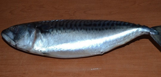 1. Этап. Засолка скумбрии в рассоле: 2. А тем временем вымойте, очистите от внутренностей рыбку. Удалите хвост, голову. Тщательно промойте под проточной водой. Использовать можно как свежую, так и свежемороженную рыбу.