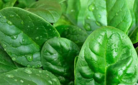 1. Этап. Салат из ревеня и шпината: 1. На блюде равномерно расположить листья шпината как основу будущего салата.