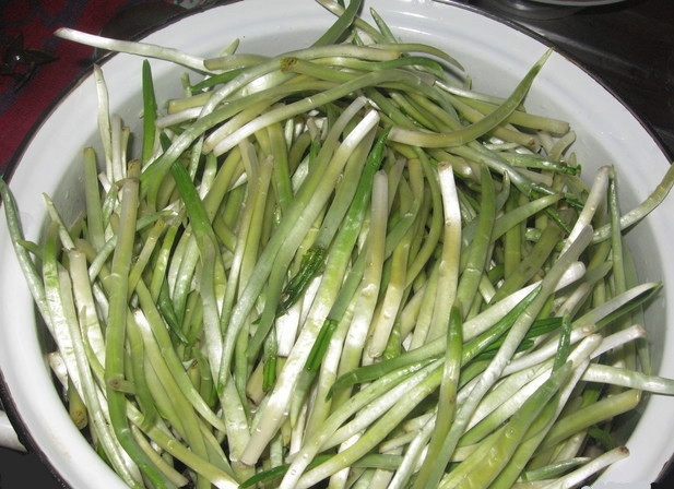 1. Этап. Черемша маринованная: Пока готовится маринад, ещё раз промойте стебли. На них может быть земля, поэтому не жалейте времени и тщательно проверяйте стебли. Простерилизуйте банки удобным способом и положите в них стебли.