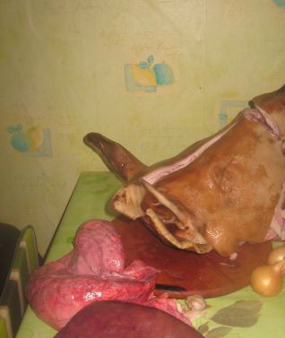 1. Этап. Паштет из свиной головы: 1. Такой паштет получается очень нежным и вкусным. Приправы придадут ему еще более пикантный аромат. Итак, берем свиную голову и потроха (печень, сердце, легкие).