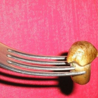 Соленые опята в банках