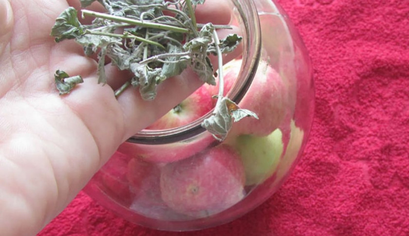 1. Этап. Яблоки консервированные целиком: 4. Добавляем несколько веточек мяты. Вместо нее по желанию можно добавить гвоздику, ваниль или палочку корицы.