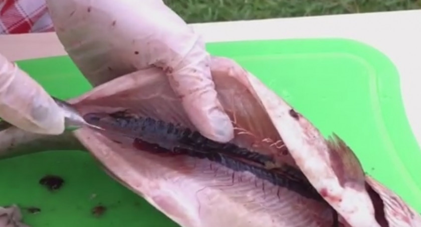 1. Этап. Форель на мангале в лимонно-чесночном маринаде: 2. Внутри рыбы по хребту сделайте надрез, а затем ложкой вычистите кровь. Помойте рыбу, вытрите её салфеткой насухо.