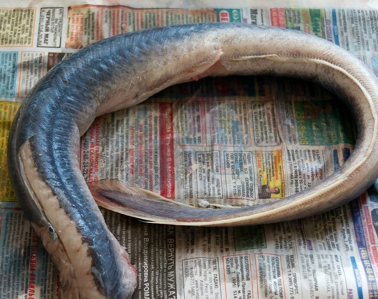 1. Этап. Уха из угря: Угря моем, снимаем с него кожу.