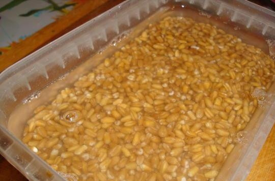 1. Этап. Кутья украинская: С вечера промойте пшеницу и залейте её водой. Оставьте крупу на ночь.