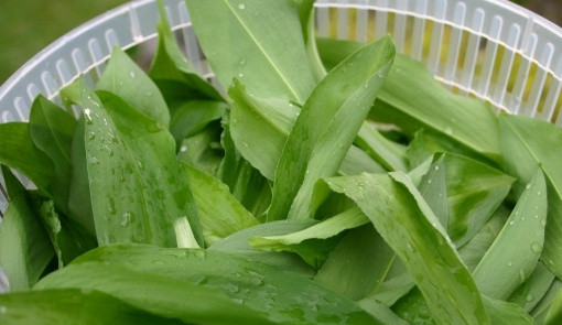 1. Этап. Суп из черемши: 2. Черемшу складываем в сито, промываем под проточной водой и оставляем, чтобы стекла вода. Каждый лист разрезаем не несколько кусков.