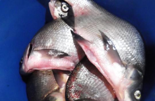 1. Этап. Лещ копченый: 1. Лещ - очень вкусная рыба, которую можно приготовить разными способами. Очень вкусный получается лещ копченый в домашних условиях (при условии, если у вас имеется коптильня). Итак, рыбу нужно помыть и почистить.