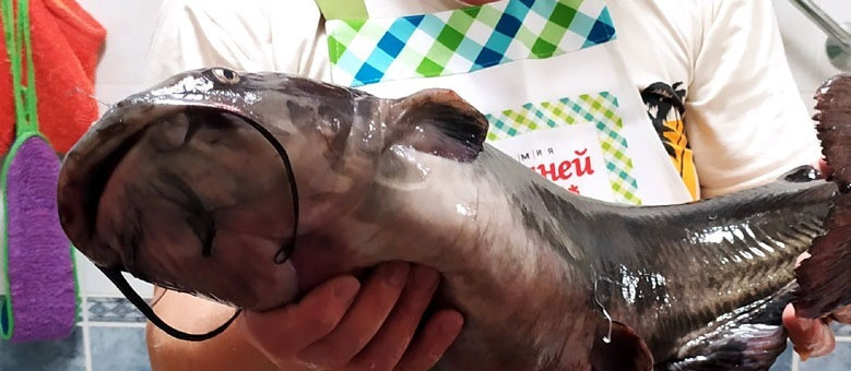 1. Этап. Сом запеченный: Вот так выглядел сом до гильотинирования.