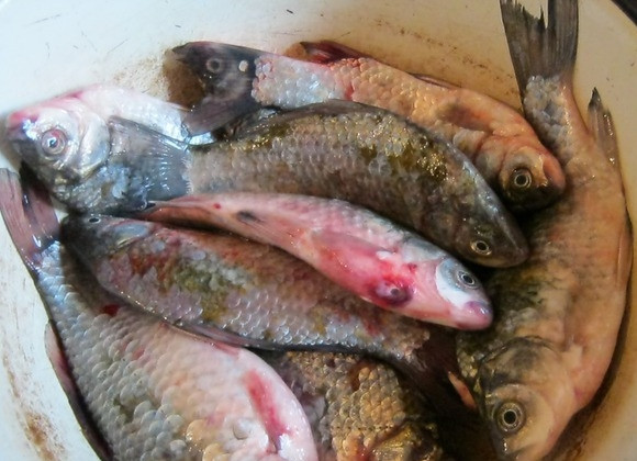 1. Этап. Котлеты из краснопёрки: 1. Свежую красноперку очистите от чешуи (чистится она достаточно легко), разрежьте брюшко, достаньте из него все внутренности, хорошенько промойте водой.