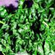 1. Этап. Ошиташи - Отварной шпинат: Грубо нарвать шпинат на отдельные листочки.