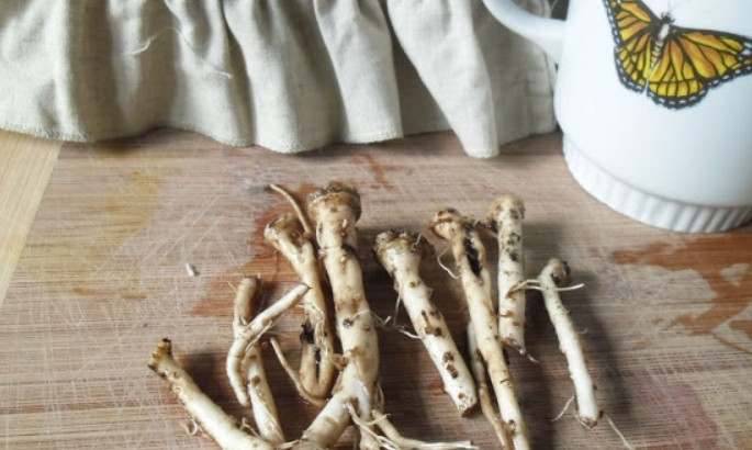 1. Этап. Кофе из корней одуванчика: Корни одуванчиков следует тщательно вымыть под холодной водой. Если попадаются подгнившие - лучше сразу выбросить их в мусор.