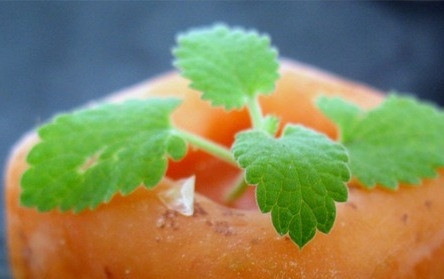 1. Этап. Абрикосовый щербет: В течение ночи щербет будет готов. Подавайте его, нарезав на порционные кусочки. Украсить десерт можно листиками мяты.