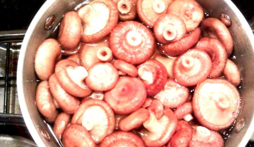 1. Этап. Волнушки отварные: 2. Поставьте кипятиться соленую воду (на 1 л. воды 1 Ст. ложка соли). В кипящую воду добавьте волнушек и варите около получаса.