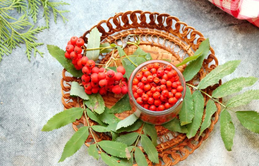 1. Этап. Сушеная рябина: Подготовьте все необходимые ингредиенты для приготовления сушеной рябины.