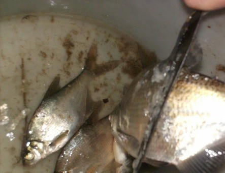 1. Этап. Рыба, запеченная на решетке: Рыбу моем, потрошим.