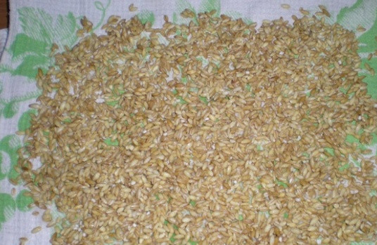 1. Этап. Плов из перловки с мясом: Перловую крупу хорошо промываем и выкладываем на полотенце, чтобы она обсохла.