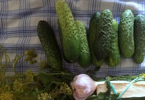 1. Этап. Соленые огурцы (быстрый рецепт): Помоем огурцы, зелень и корень хрена. Очистим чеснок. Корень хрена разрежем на полоски. У огурцов можно отрезать кончики.