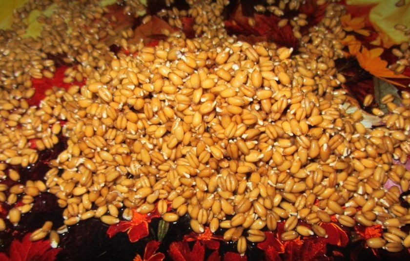 1. Этап. Пшеница: У вас появятся проростки в 1-2 мм. Храните их в холодильнике не более 2-х суток.