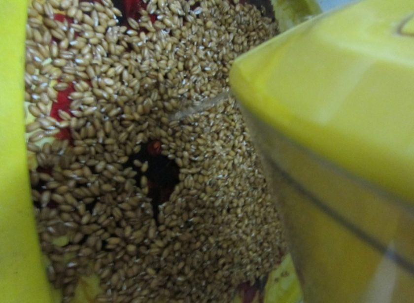 1. Этап. Пшеница: За это время один раз влейте немного воды, чтобы зёрна не сохли.