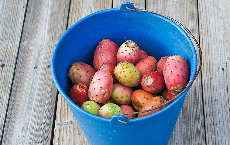 1. Этап. Джем из кактуса: Собрать плоды кактуса.