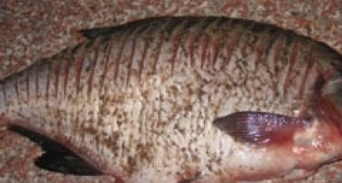 1. Этап. Лещ с грибами: 3. Когда все специи будут смешаны, беру леща и хорошо его натираю этой смесью. Оставляю рыбку на 40-60 минут, таким образом лещ сможет 