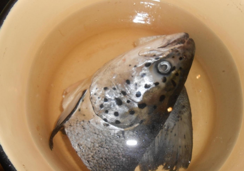 1. Этап. Уха из семги с пшеном: 1. Прежде всего рыбу тщательно очищаем от чешуи и моем. Бросаем кусочки рыбы в кастрюлю, ставим последнюю на плиту.