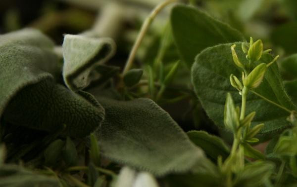 1. Этап. Свиная корейка с травами: 1. Разогреть духовку до 175 градусов со стойкой в среднем положении. Высушить свинину и приправить 1¾ чайной ложки соли и 1½ чайной ложки перца. Разогреть 1 столовую ложку оливкового масла в широкой кастрюле на среднем огне. Обжарить свинину со всех сторон и выложить на большое блюдо. Выложить половину всех трав на противень.