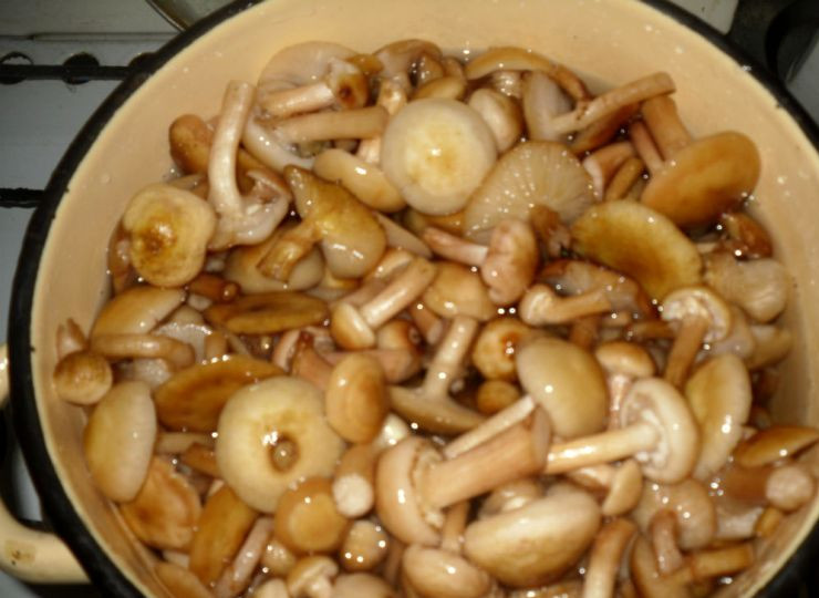 1. Этап. Маринованные опята с чесноком: Перекладываем грибы в кастрюлю, заливаем холодной водой и оставляем на 1,5 часа, затем воду сливаем и опять промываем опята.