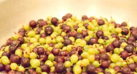 1. Этап. Соус Ткемали из крыжовника на зиму: Ягоды хорошо промойте, удалите плохие плоды, а потом обсушите их.