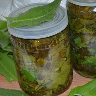 Щавель на зиму