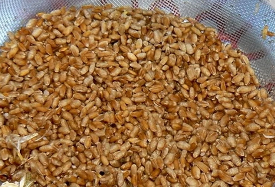 1. Этап. Бражка на пшенице: Главное в приготовлении любого домашнего алкоголя - это качество исходных продуктов. Поэтому следует тщательно перебрать пшеницу, очистить шелуху, убрать все плохие зерна и хорошенько промыть в воде.