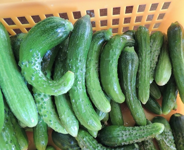 1. Этап. Маленькие огурчики на зиму: Огурцы помойте, обрежьте попки.