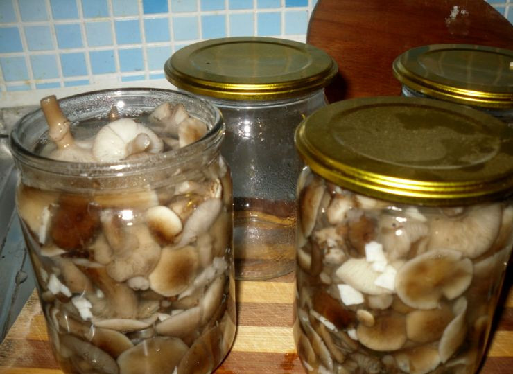 1. Этап. Маринованные опята с чесноком: Затем раскладываем грибы по стерилизованным баночкам.
