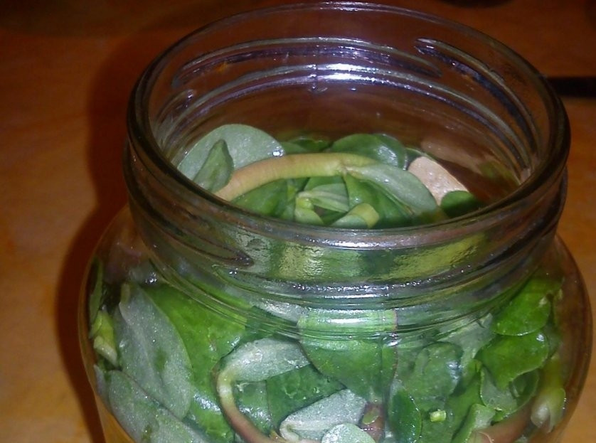 1. Этап. Маринованный портулак: 2. Стерилизую банку, плотно утрамбовываю веточки портулака в банку, между слоями травы кладу черный перец, зубчики чеснока, лавровый лист и сушеный укроп.