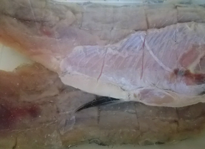 1. Этап. Балык из рыбы: 4. Вымачиваем рыбу: для этого промываем ее под проточной водой, затем отправляем в миску и заливаем водой, оставляем на 5-7 дней и каждый день меняем воду.