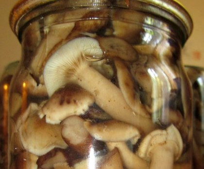 1. Этап. Маринованные опята с уксусом: После этого раскладываем горячие опята по стерилизованным баночкам, заливаем маринадом и закатываем. Переворачиваем банки крышкой вниз и оставляем их до полного остывания, затем переносим в прохладное место на хранение.