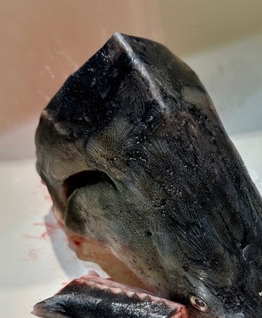 1. Этап. Суп рыбный. Дуэт осётра с сёмгой: Начинается всё, как водится, с бульона. Вот такой суповой набор был куплен в нашей деревенской лавке. Главное – не перемороженный, не залежалый и не безумно дорогой. Хотя и, судя по голове, что-то осетровое.