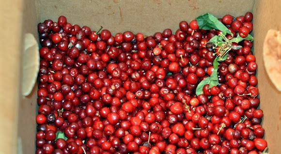 1. Этап. Сок вишневый: 1. Вишню вымойте хорошо и обсушите. Удалять хвостики или косточки не нужно, достаточно убрать испорченные ягодки и листочки.