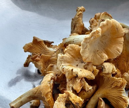 1. Этап. Лисички с картошкой: Лисички. Их было примерно полкило. Тщательно перебрать, очень хорошо промыть. Я рекомендую подержать их в слегка подсоленной воде примерно минут … ну, около часа. Чтобы разный там песок (а он точно будет) отмок и отвалился. Промыв, нарезать так, чтобы было удобно есть.