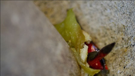 1. Этап. Тайский рыбный суп: 6. Измельчить все ингредиенты в пюре.